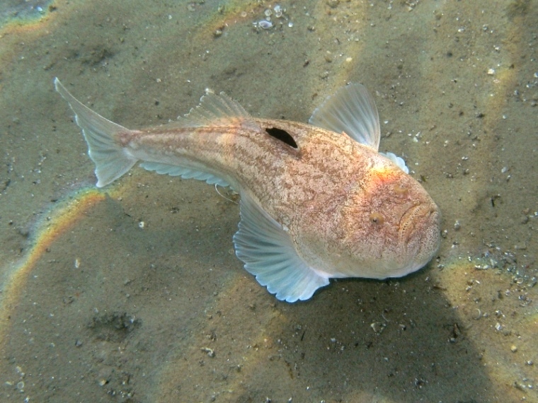 Uranoscopus scaber (Pesce prete)